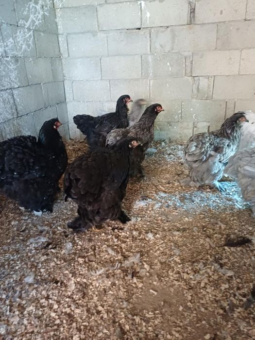 Vand gaini si cocosi brahma!