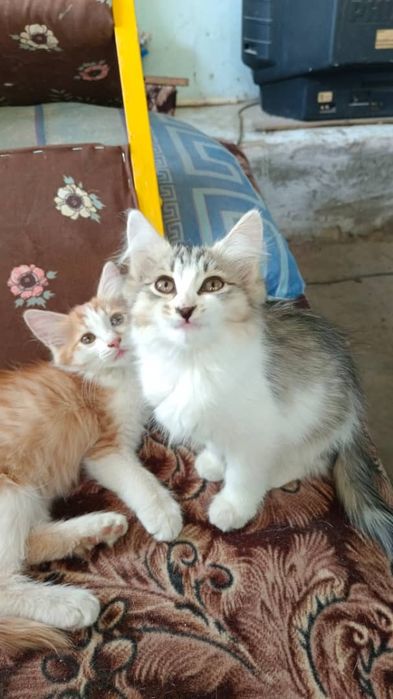 Отдаю котят в хорошие руки!