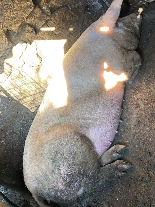 Продавам прасе 250кг