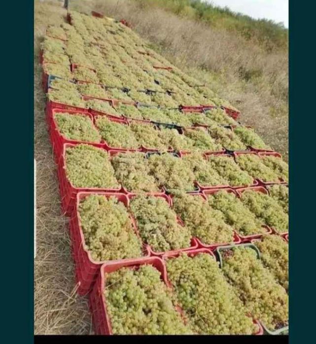 Struguri de vin livram la domiciliu transport gratuit avem toate soiur