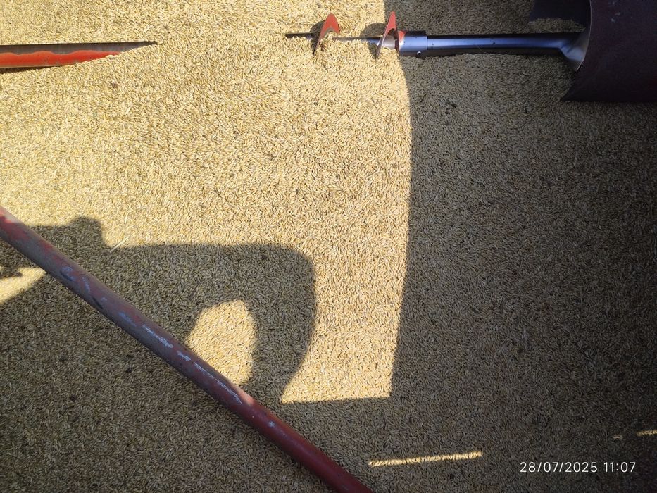 Orz, Ovăz, Grâu de vânzare 1,5leu/kg. Grăunte mămăligă 1leu/kg.