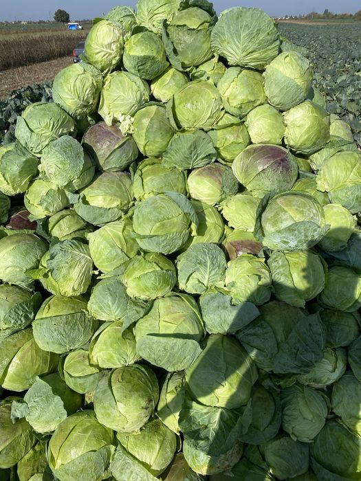 Varza ROMANEASCA pentru murat