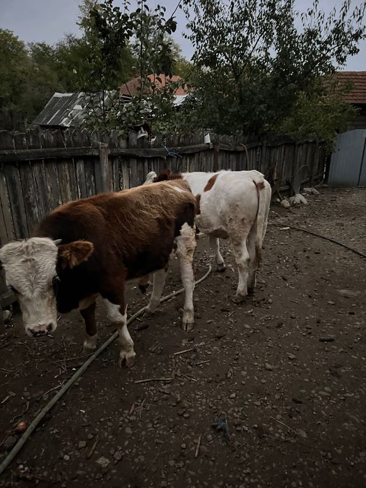 Viței de carneee