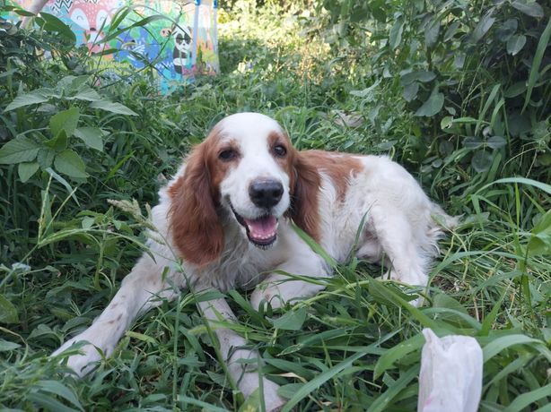 Потерялась собака в районе кайнар булак