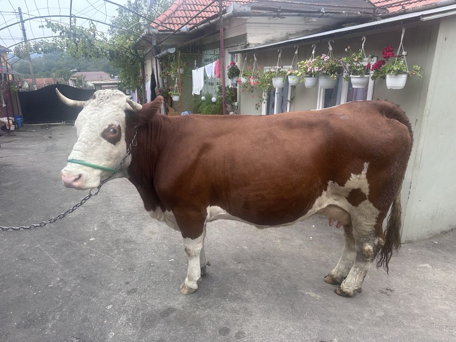 Vacă Bălțată Românească – 6 ani