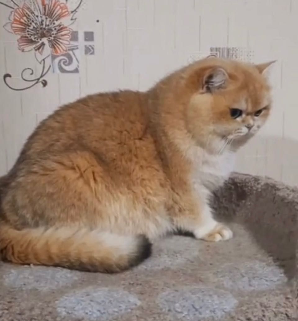 Vyaska. Zalatoy shinshila
