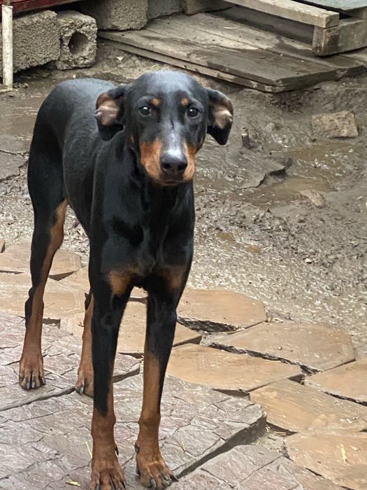 Отдаём песплатно Добермана.