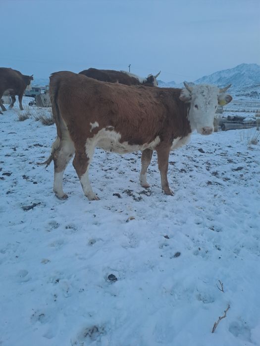 Сиыр сатыладыыыы