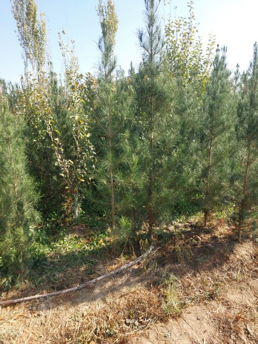 Сасна элдар кучатлари яшил макон учун