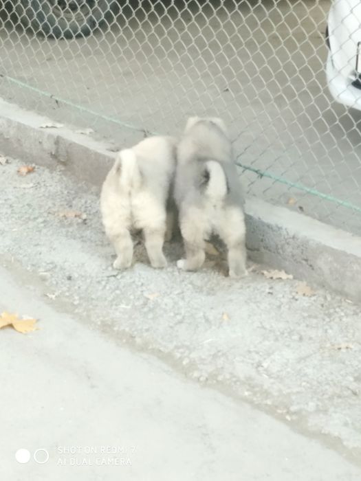 Кафказ алабай чистокровные