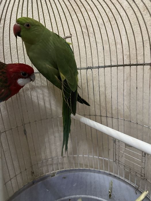 Ajrella moda sotiladi