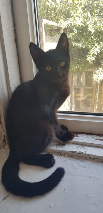 Ищем дом для котят