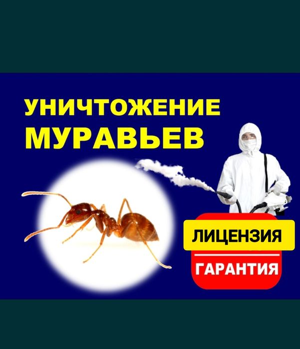 Муравьи құмырсқа уничтожение муравьев дезинфекция Гарантия
