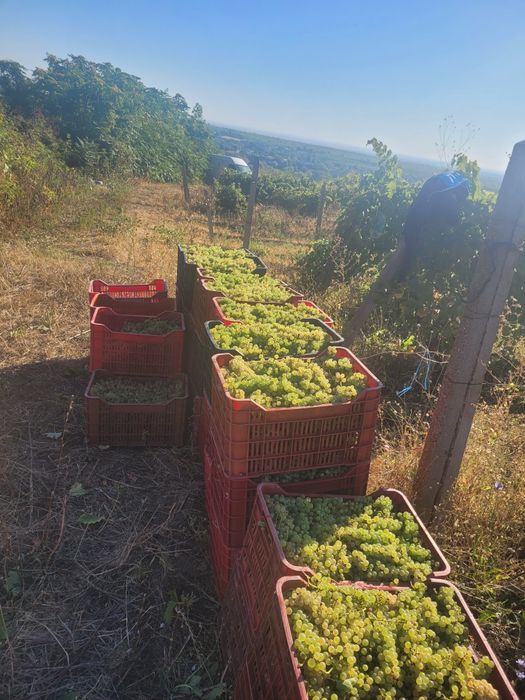 Struguri de vin feteasca