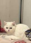 British shorthair alb