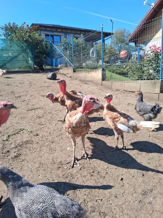 Curci  si curcani de casa !