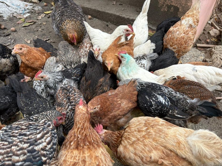 Găini Pui Leghorn & Brahma & de țară TINERI