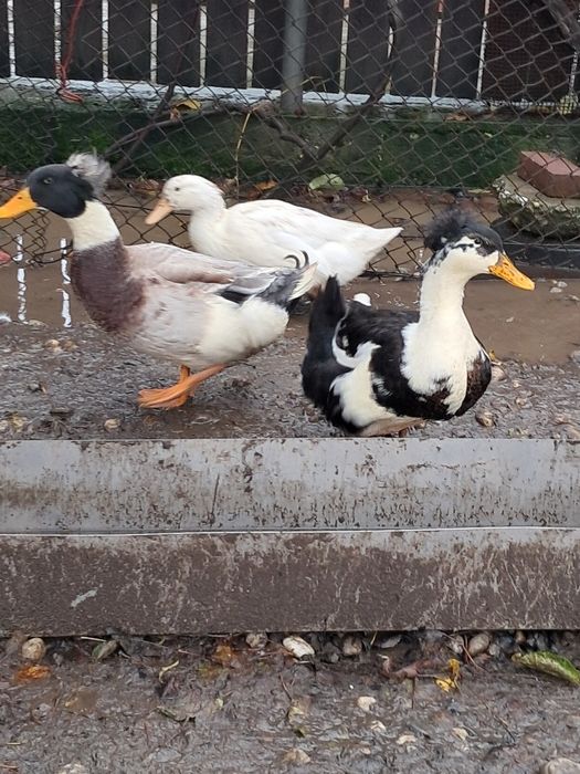 Rate si ratoi motati