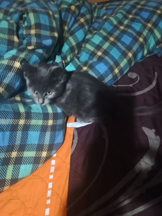 Малко котенце търси дом