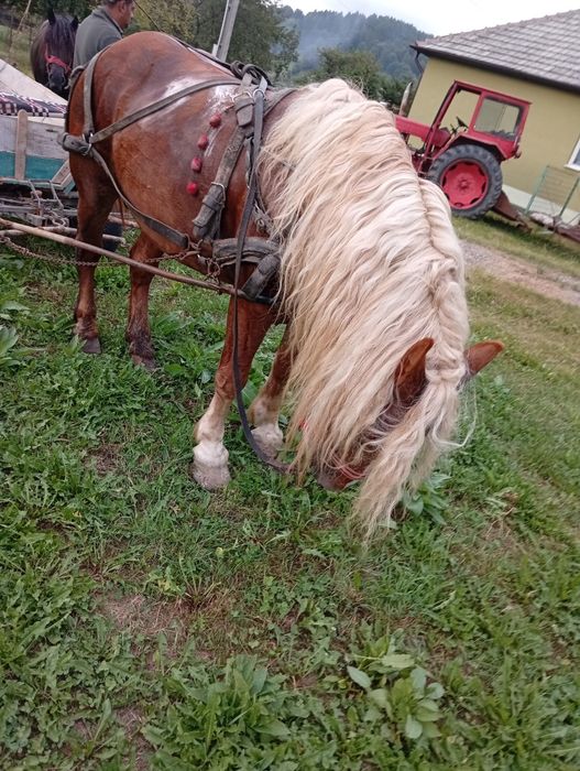 Armăsari de vânzare