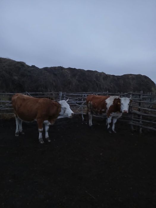 Продам 2 первотелки 3-х летки