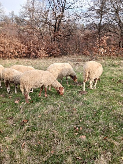 Продавам овце Аваси и Асаф