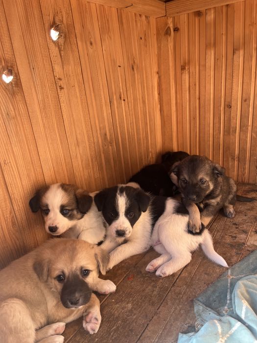 Күшіктер !!! отдам в добрые руки бесплатно