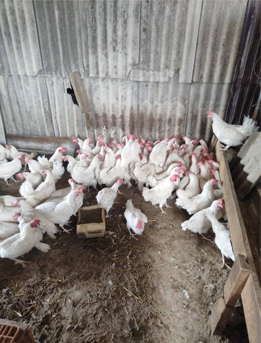 Продам хороших белых курей