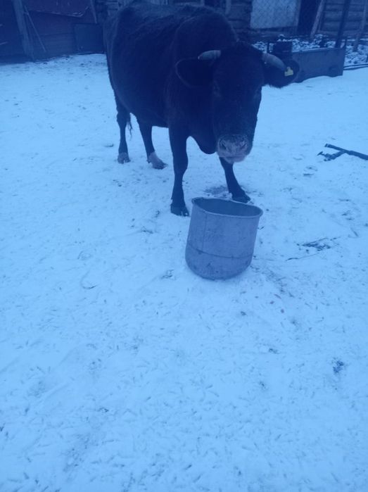 Продам корову 550000