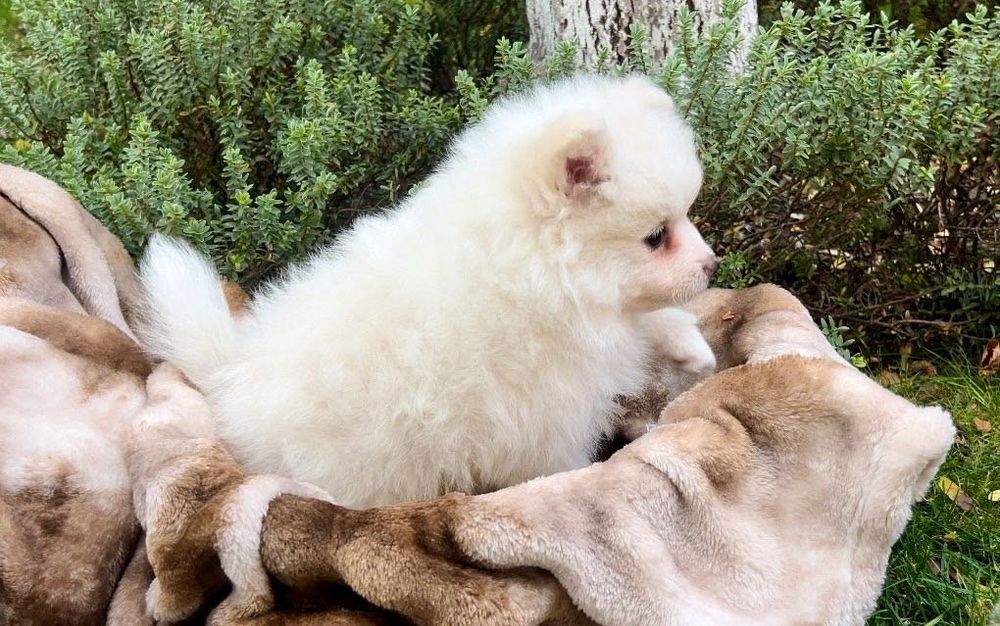 Померани момчета