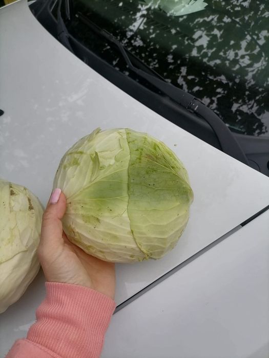 Varză de toamnă plată