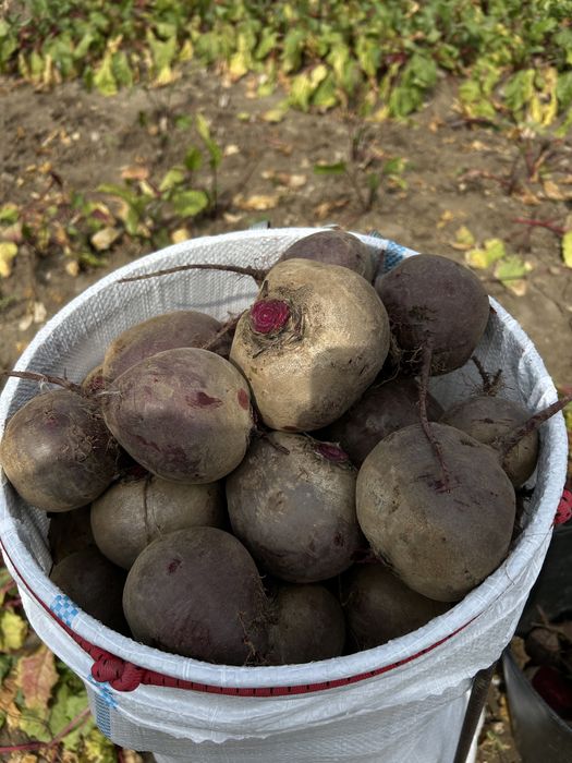 sfecla rosie de vanzare