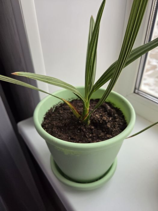 Қүрма ағашы, Финиковая пальма