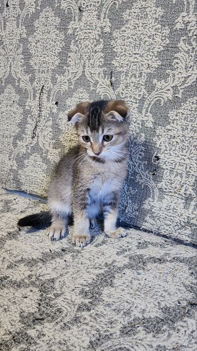 Продаются котята 3 месяца