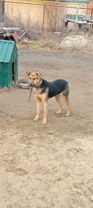 Отдам в хорошие руки щенка 8 месяцев