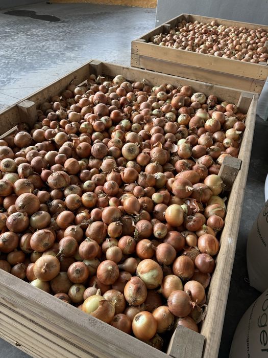 Vand ceapa galbena si rosie