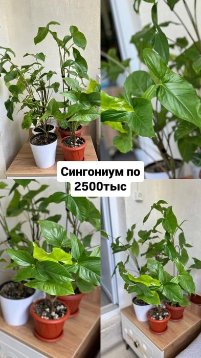 Продам комнатные цветы