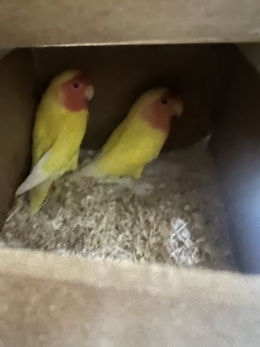 Nerazluchka 2ta,3ta tuxumi bor sog’lom qushla