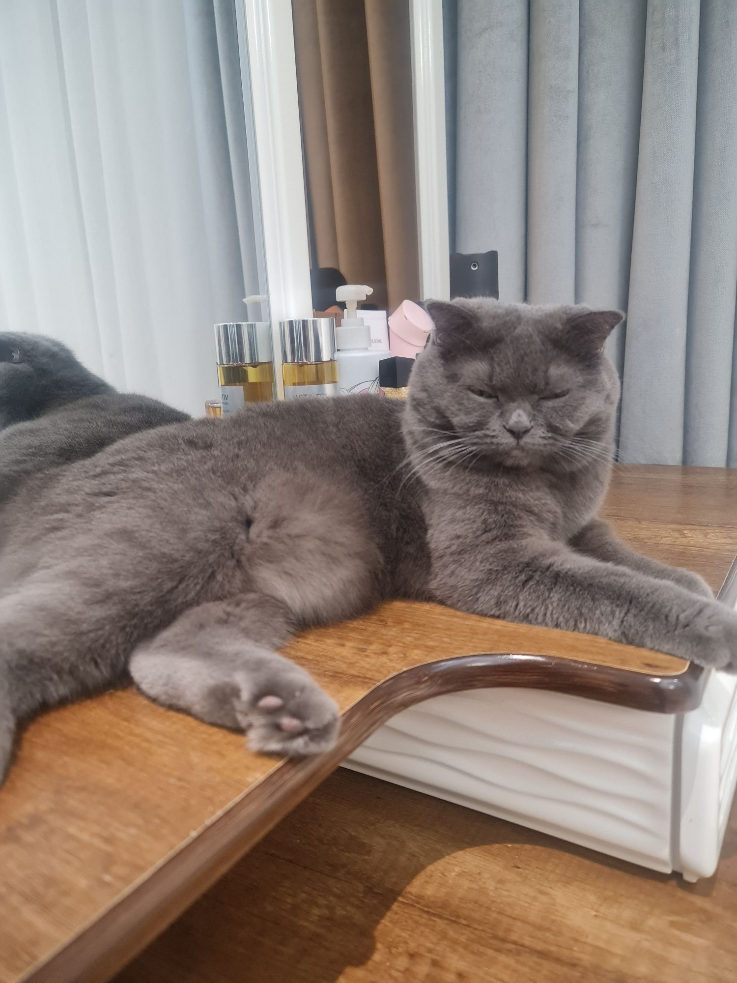 Скоттиш-страйт Шотланская прямоухая кошка,