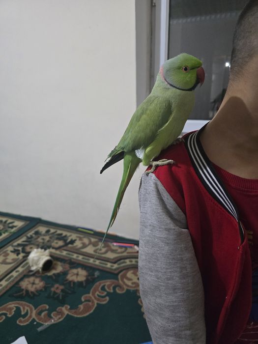 Ручной кеша продается