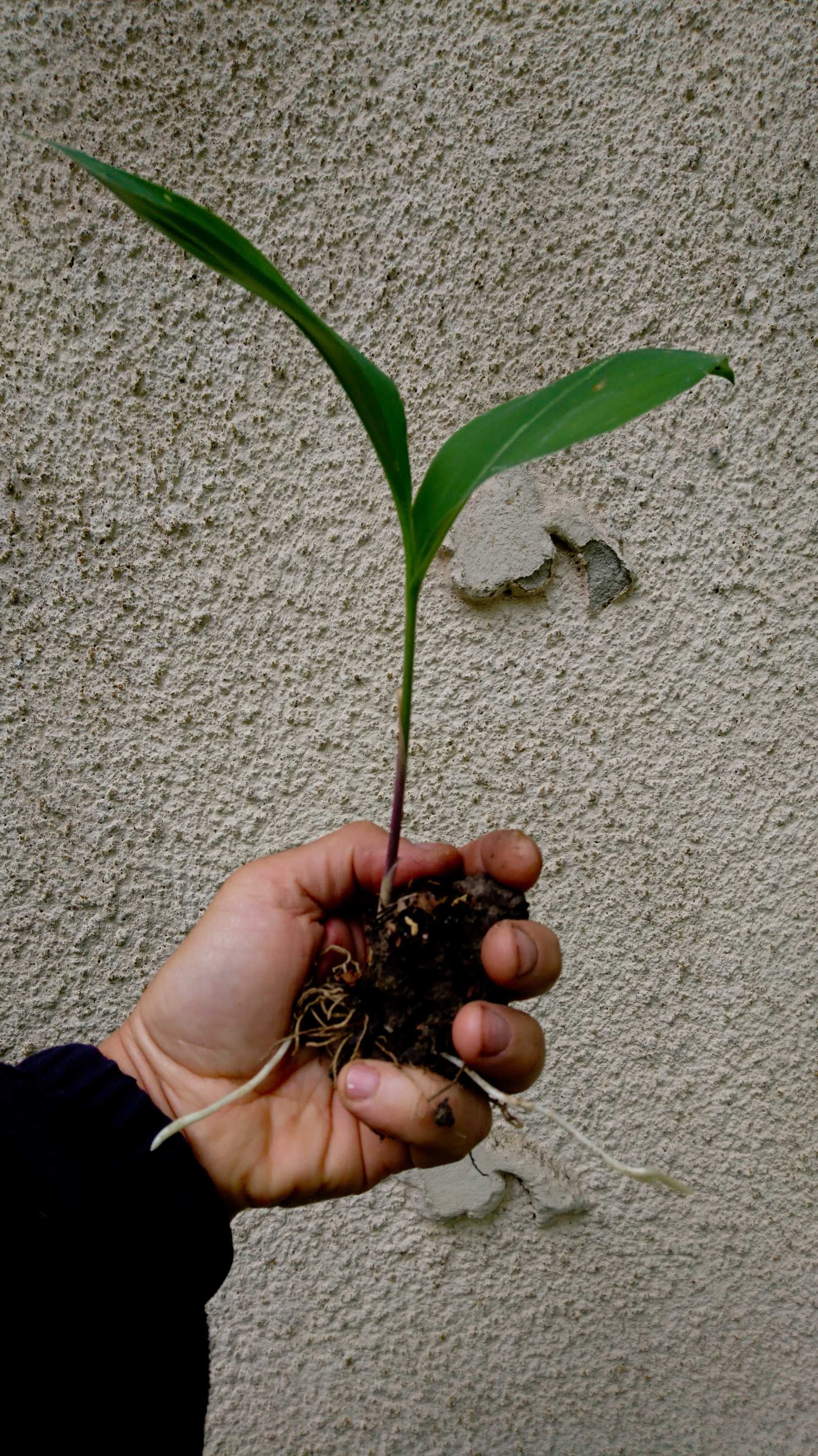 Planta-Floare: Margaritar - Lacramioare - Clopotei