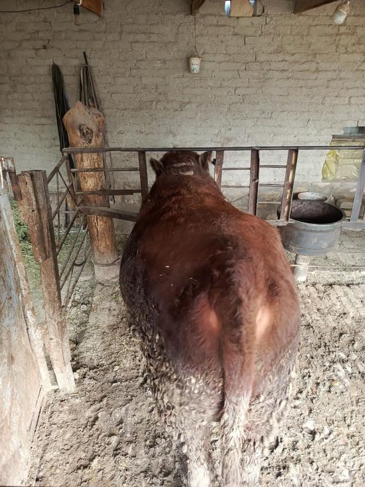 Бука сотилади. .