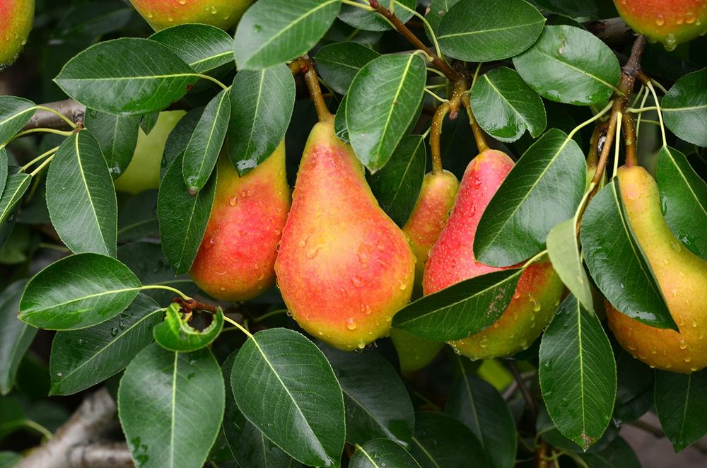 Pomi Fructiferi deosebiti par olivier de serres