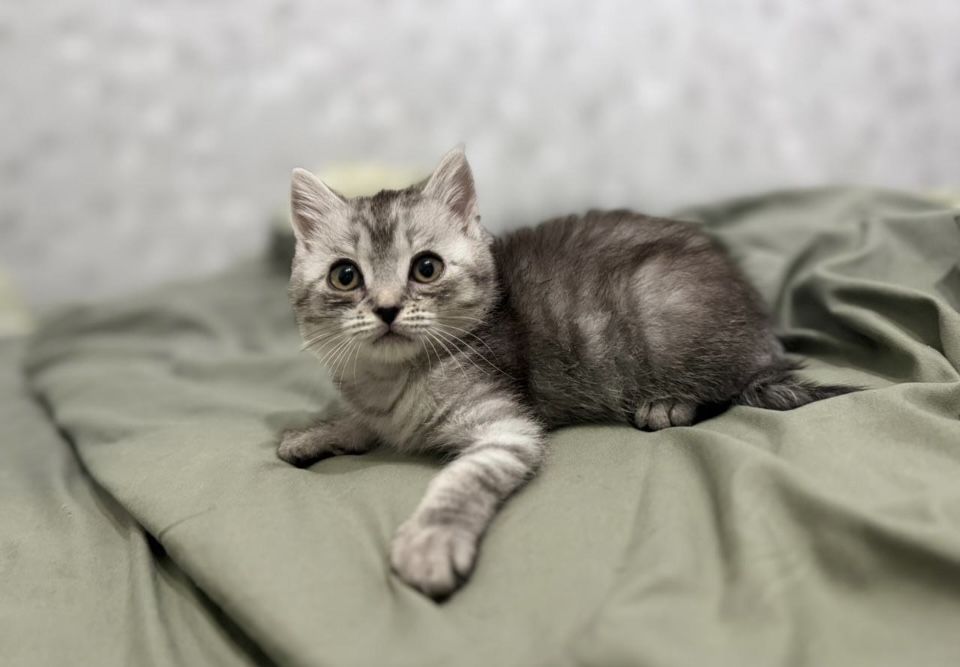 Отдам котят в хорошие руки