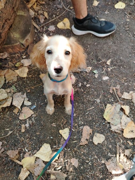 Подарявам кокер шпаньол