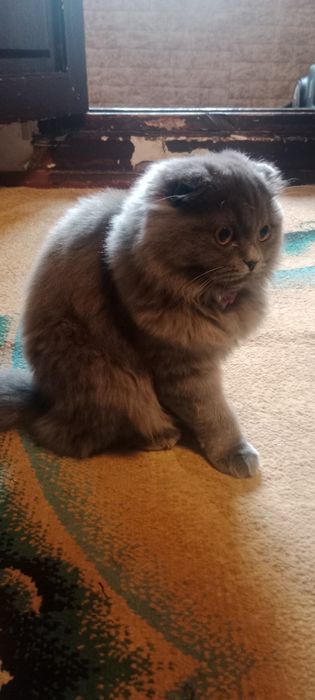 Кошки продаётся Scottish Fold