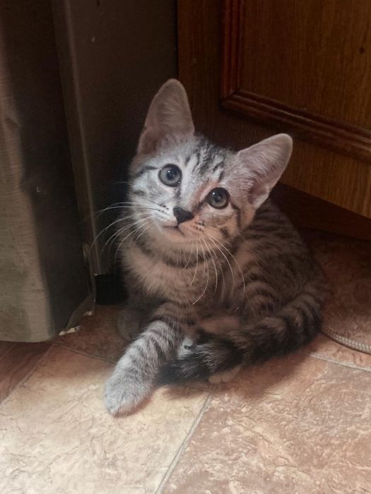 Отдам котят в добрые руки