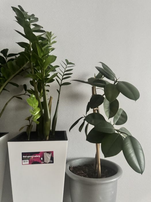 Продам комнатные растения