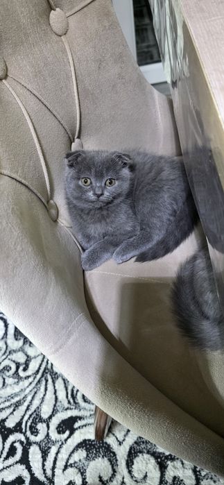 Aqilli Mushukchalar sotiladi. Uzi latokka boradi ovqat yeydi uyinqaroq