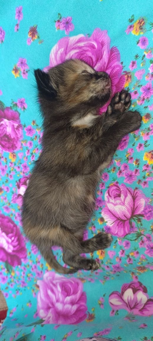 Отдам кошку и котят